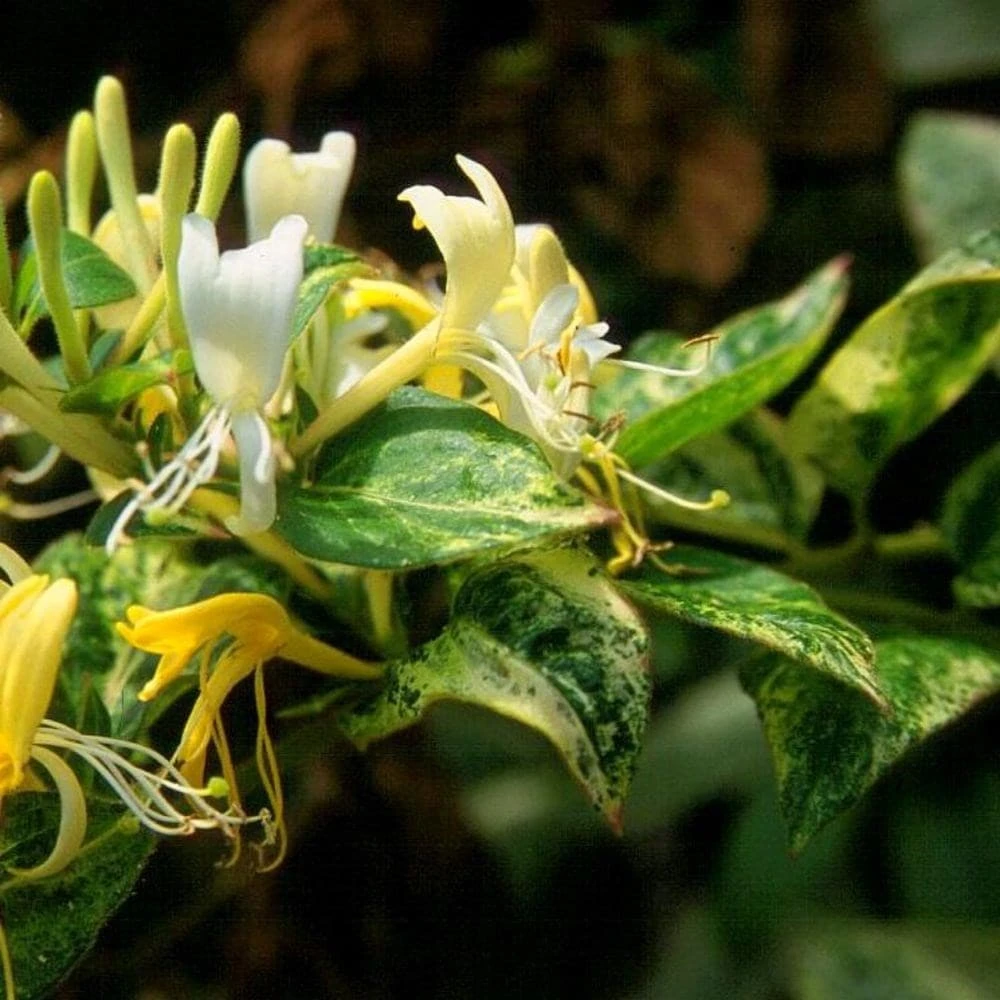 Lonicera japonica 'Horwood Gem' Lonicera Japonica 'Horwood Gem' -Garden Plant Store pl2000037444 card2 lg