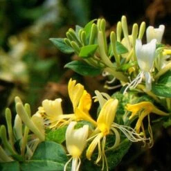 Lonicera Japonica 'Horwood Gem' 2 Lonicera Japonica 'Horwood Gem' -Garden Plant Store pl2000037444 card3 lg