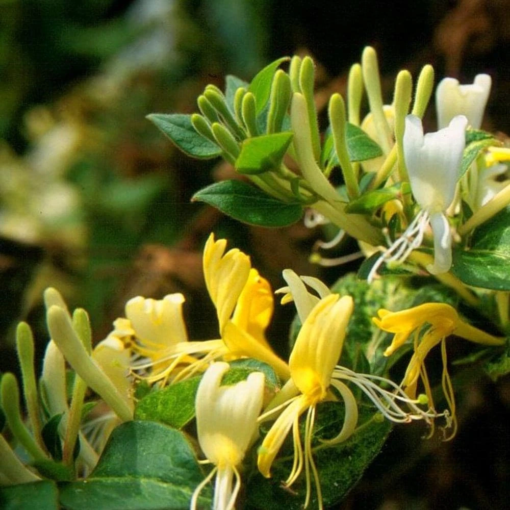 Lonicera japonica 'Horwood Gem' Lonicera Japonica 'Horwood Gem' -Garden Plant Store pl2000037444 card3 lg