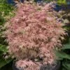 Acer Palmatum 'Taylor' (PBR) -Garden Plant Store pl2000037476
