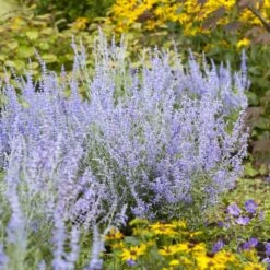 Perovskia Lacey Blue ('Lisslitt') (PBR) -Garden Plant Store pl2000037478 card3 lg