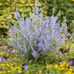 Perovskia Lacey Blue ('Lisslitt') (PBR) -Garden Plant Store pl2000037478 card4 lg