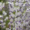 Wisteria Floribunda F. Multijuga -Garden Plant Store pl2000037592