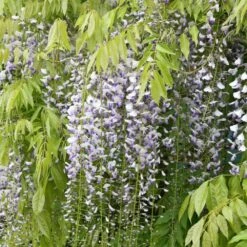 Wisteria Floribunda F. Multijuga -Garden Plant Store pl2000037592 card3 lg