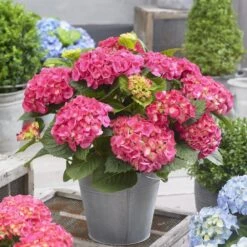 Hydrangea Macrophylla 'Little Pink' -Garden Plant Store pl2000037671 card3 lg