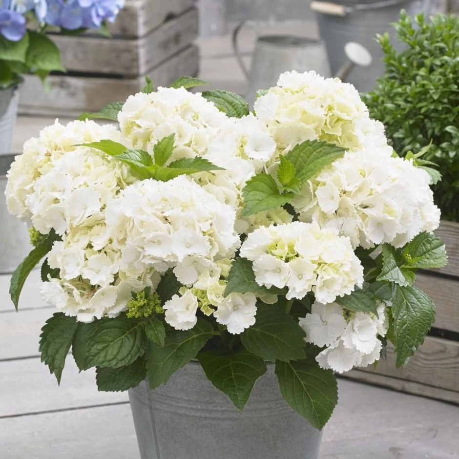 Hydrangea macrophylla 'Little White' Hydrangea Macrophylla 'Little White' -Garden Plant Store pl2000037674