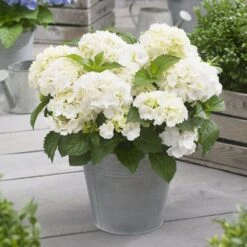 Hydrangea Macrophylla 'Little White' 2 Hydrangea Macrophylla 'Little White' -Garden Plant Store pl2000037674 card3 lg