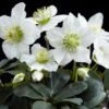 Helleborus Niger 'Christmas Carol' -Garden Plant Store pl2000037689