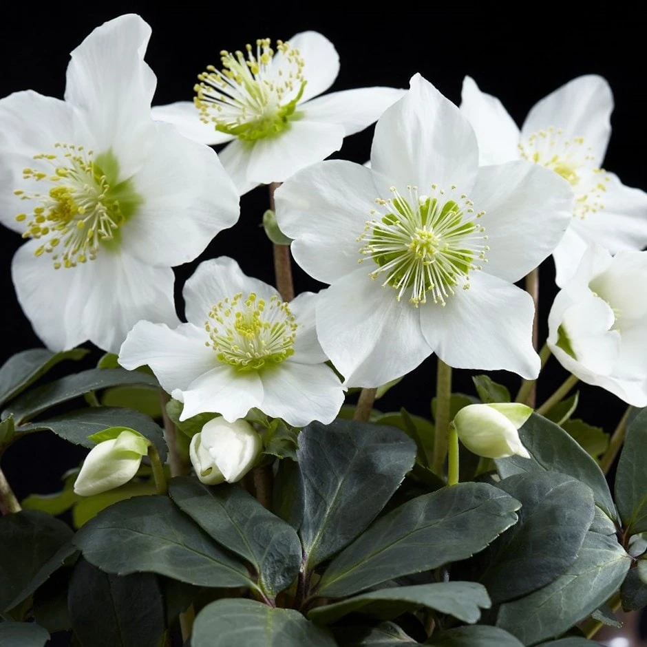 Helleborus niger 'Christmas Carol' Helleborus Niger 'Christmas Carol' -Garden Plant Store pl2000037689