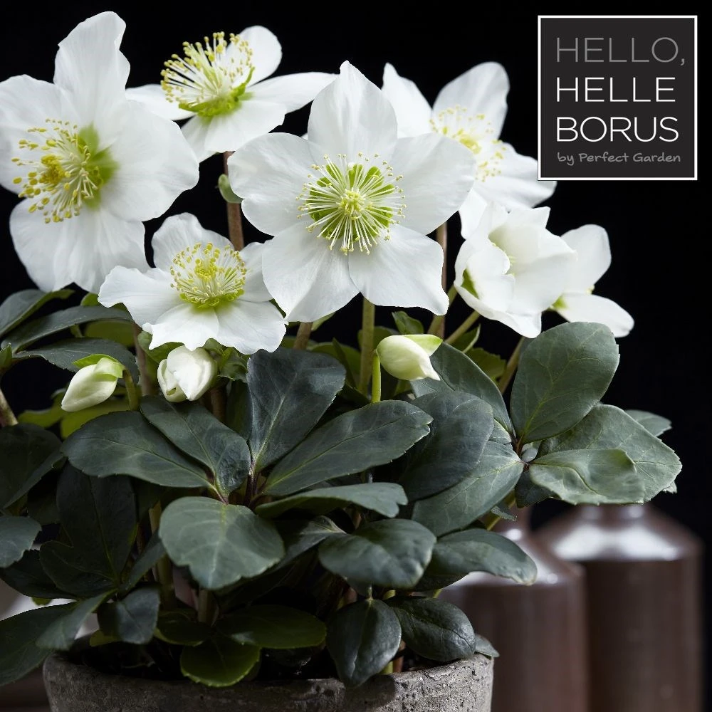 Helleborus niger 'Christmas Carol' Helleborus Niger 'Christmas Carol' -Garden Plant Store pl2000037689 card2 lg
