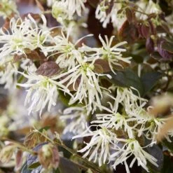 Loropetalum Ruby Snow ('Iwai') (PBR) -Garden Plant Store pl2000037743 card4 lg