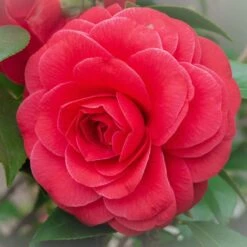 Camellia 'Black Lace'
