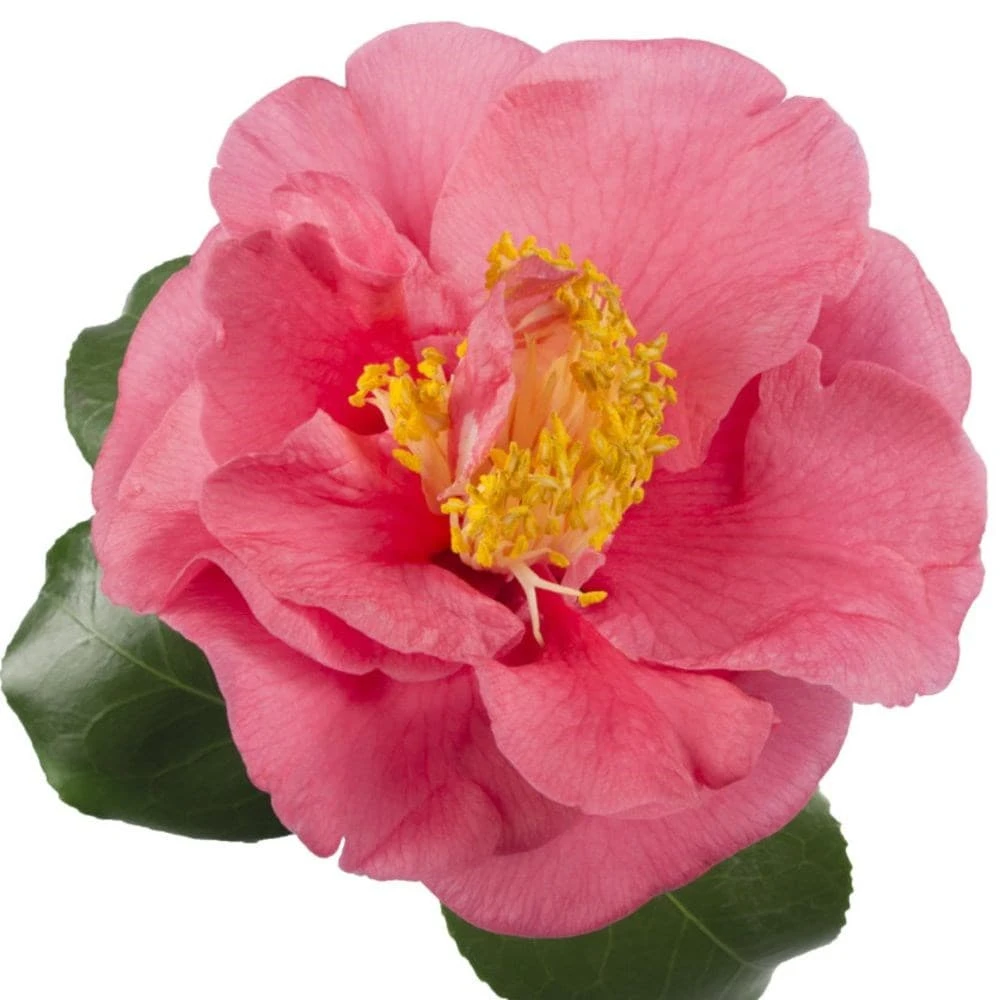 Camellia japonica 'R.L. Wheeler' Camellia Japonica 'R.L. Wheeler' -Garden Plant Store pl2000037844 card2 lg
