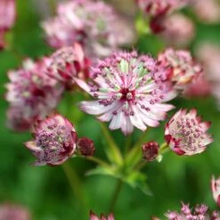 Astrantia Major 'Sparkling Stars Pink' (Sparkling Stars Series) -Garden Plant Store pl2000038262 card3 lg