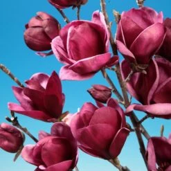 Magnolia 'Genie' (PBR)