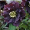 Helleborus × Hybridus Harvington Double Purple 2 Helleborus × Hybridus Harvington Double Purple -Garden Plant Store pl2000038820