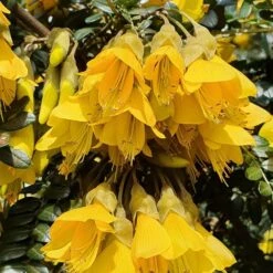 Sophora Sun King ('Hilsop') (PBR) -Garden Plant Store pl2000038821 card3 lg