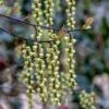 Stachyurus Chinensis 'Celina' -Garden Plant Store pl2000038829