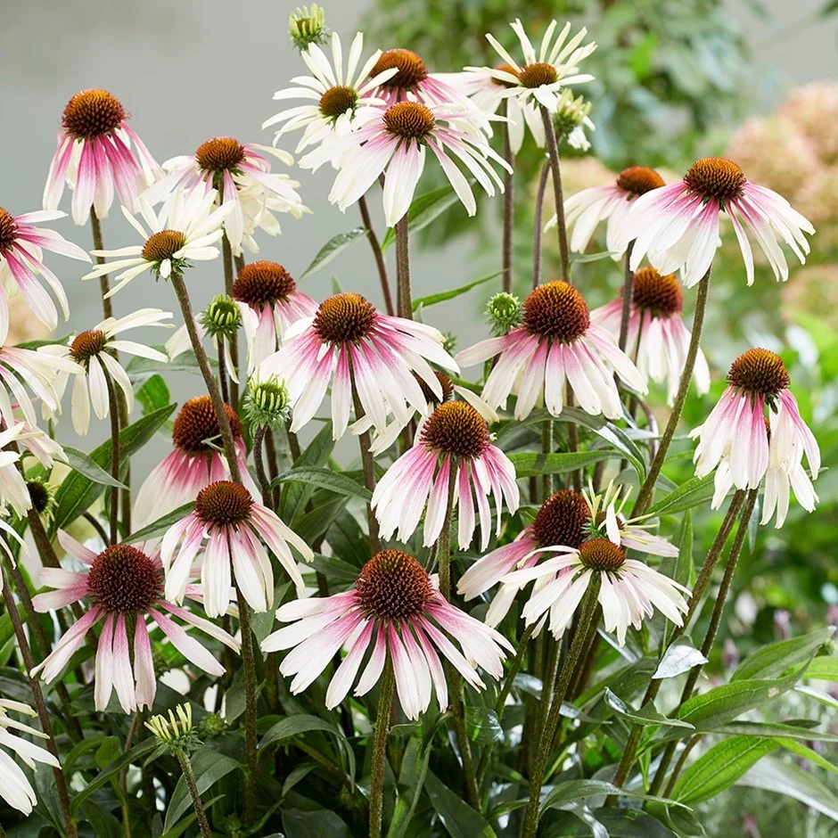 Echinacea Pretty Parasols ('JS Engeltje') (PBR) Echinacea Pretty Parasols ('JS Engeltje') (PBR) -Garden Plant Store pl2000039354