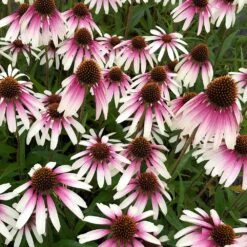 Echinacea Pretty Parasols ('JS Engeltje') (PBR) 9 Echinacea Pretty Parasols ('JS Engeltje') (PBR) -Garden Plant Store pl2000039354 card10 lg