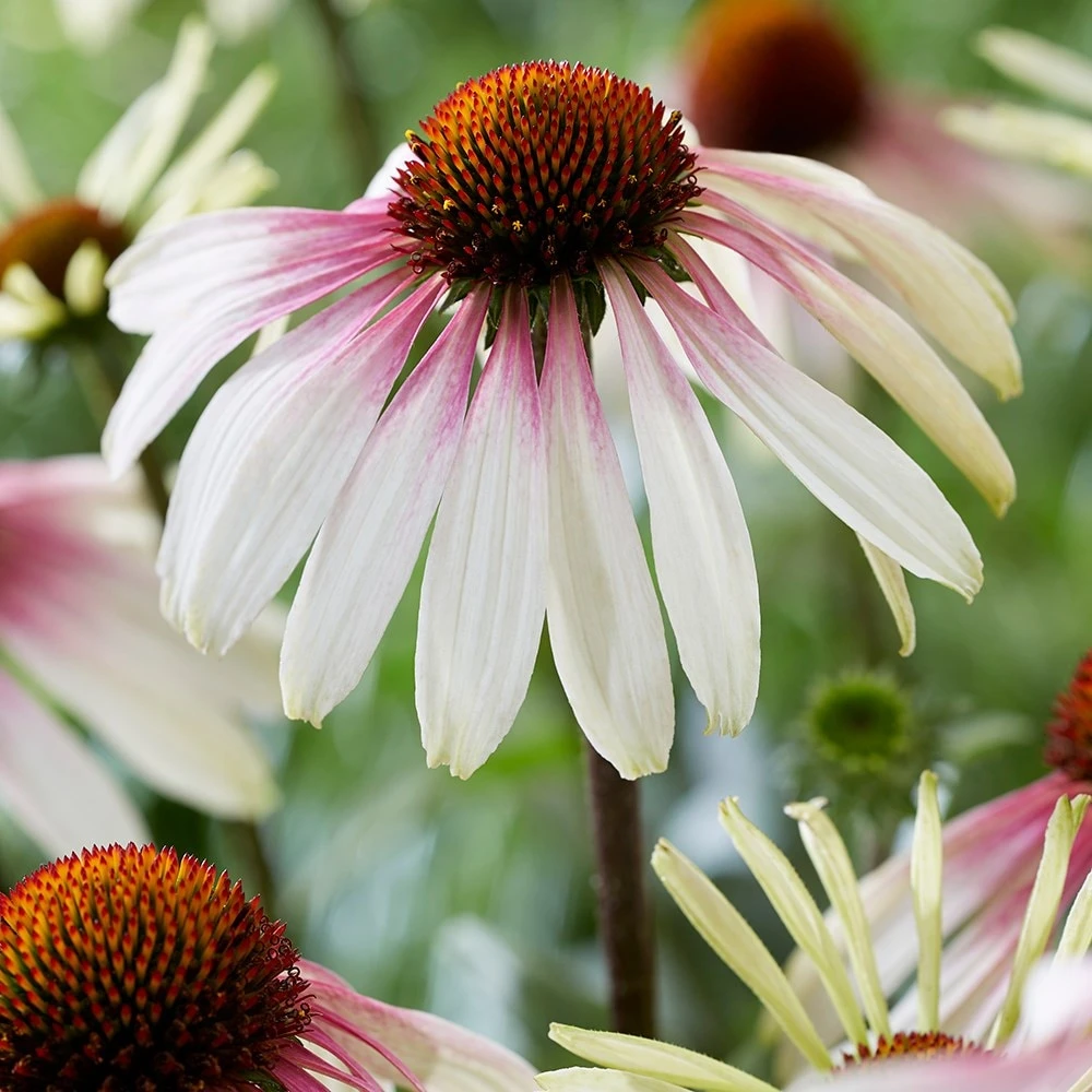 Echinacea Pretty Parasols ('JS Engeltje') (PBR) Echinacea Pretty Parasols ('JS Engeltje') (PBR) -Garden Plant Store pl2000039354 card2 lg