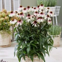 Echinacea Pretty Parasols ('JS Engeltje') (PBR) 2 Echinacea Pretty Parasols ('JS Engeltje') (PBR) -Garden Plant Store pl2000039354 card3 lg