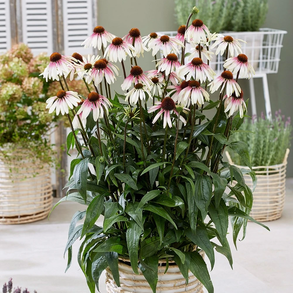 Echinacea Pretty Parasols ('JS Engeltje') (PBR) Echinacea Pretty Parasols ('JS Engeltje') (PBR) -Garden Plant Store pl2000039354 card3 lg