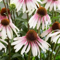 Echinacea Pretty Parasols ('JS Engeltje') (PBR) 3 Echinacea Pretty Parasols ('JS Engeltje') (PBR) -Garden Plant Store pl2000039354 card4 lg