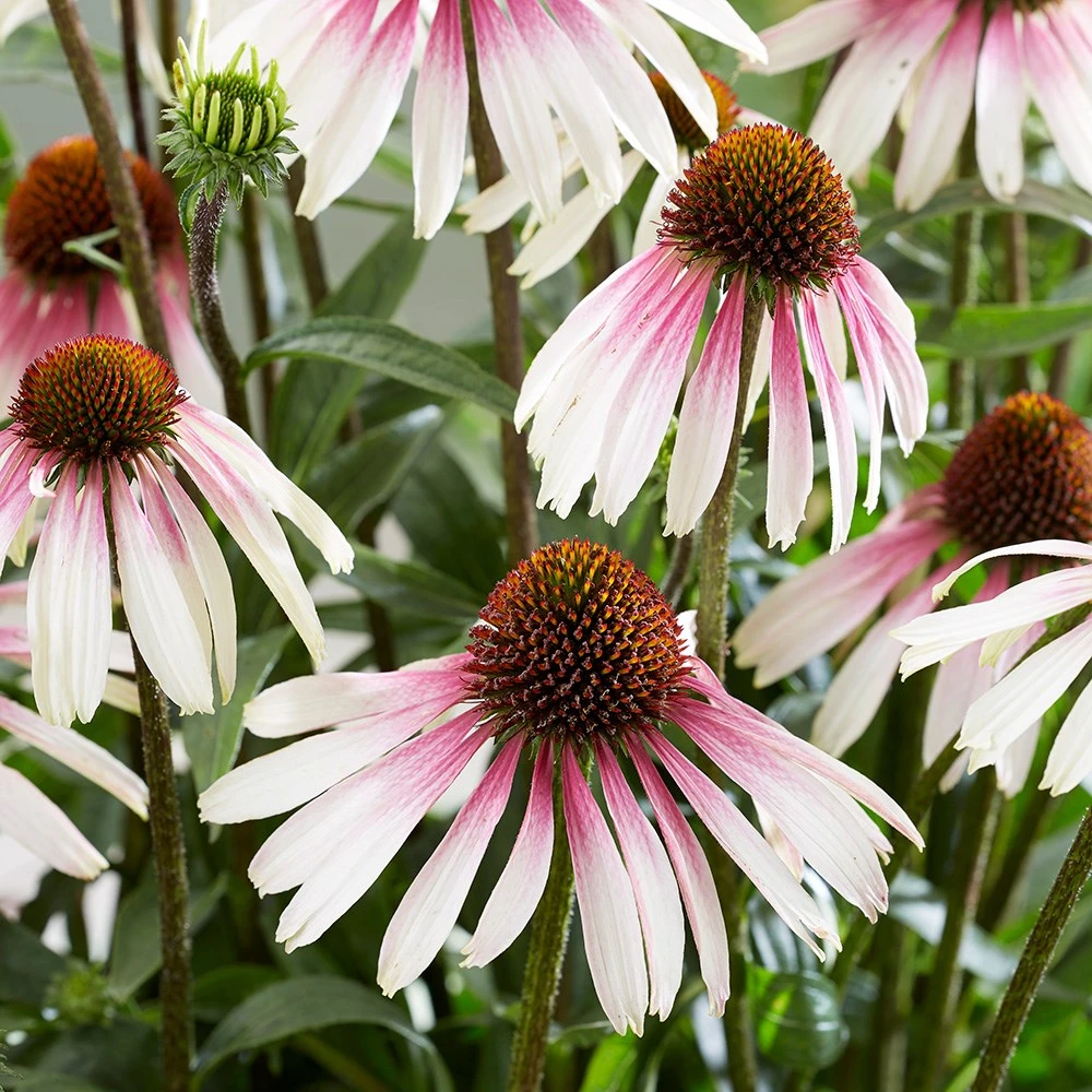 Echinacea Pretty Parasols ('JS Engeltje') (PBR) Echinacea Pretty Parasols ('JS Engeltje') (PBR) -Garden Plant Store pl2000039354 card4 lg