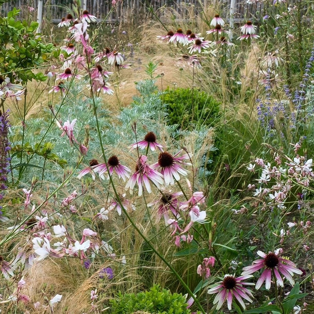 Echinacea Pretty Parasols ('JS Engeltje') (PBR) Echinacea Pretty Parasols ('JS Engeltje') (PBR) -Garden Plant Store pl2000039354 card5 lg