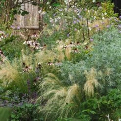 Echinacea Pretty Parasols ('JS Engeltje') (PBR) 5 Echinacea Pretty Parasols ('JS Engeltje') (PBR) -Garden Plant Store pl2000039354 card6 lg