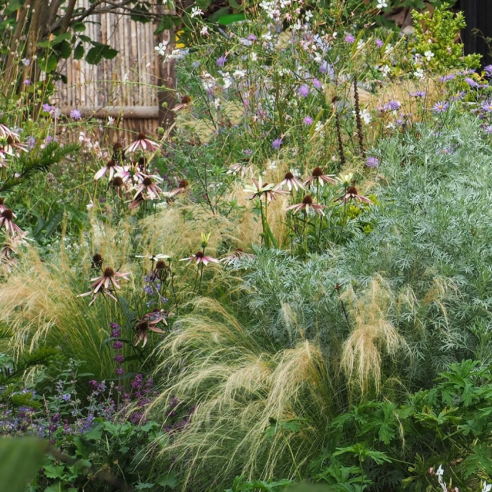 Echinacea Pretty Parasols ('JS Engeltje') (PBR) Echinacea Pretty Parasols ('JS Engeltje') (PBR) -Garden Plant Store pl2000039354 card6 lg