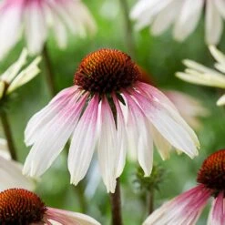 Echinacea Pretty Parasols ('JS Engeltje') (PBR) 6 Echinacea Pretty Parasols ('JS Engeltje') (PBR) -Garden Plant Store pl2000039354 card7 lg