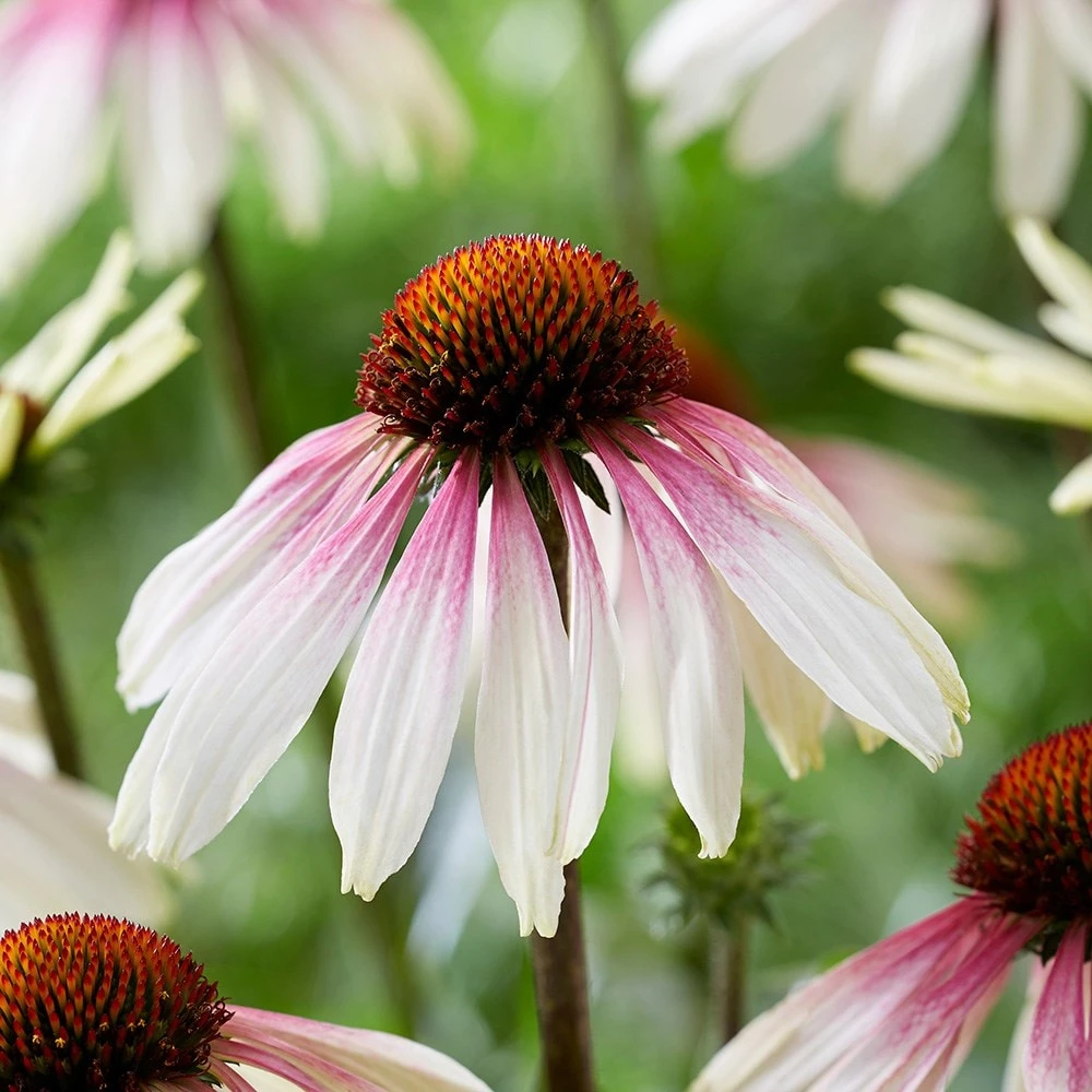 Echinacea Pretty Parasols ('JS Engeltje') (PBR) Echinacea Pretty Parasols ('JS Engeltje') (PBR) -Garden Plant Store pl2000039354 card7 lg