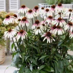 Echinacea Pretty Parasols ('JS Engeltje') (PBR) 7 Echinacea Pretty Parasols ('JS Engeltje') (PBR) -Garden Plant Store pl2000039354 card8 lg