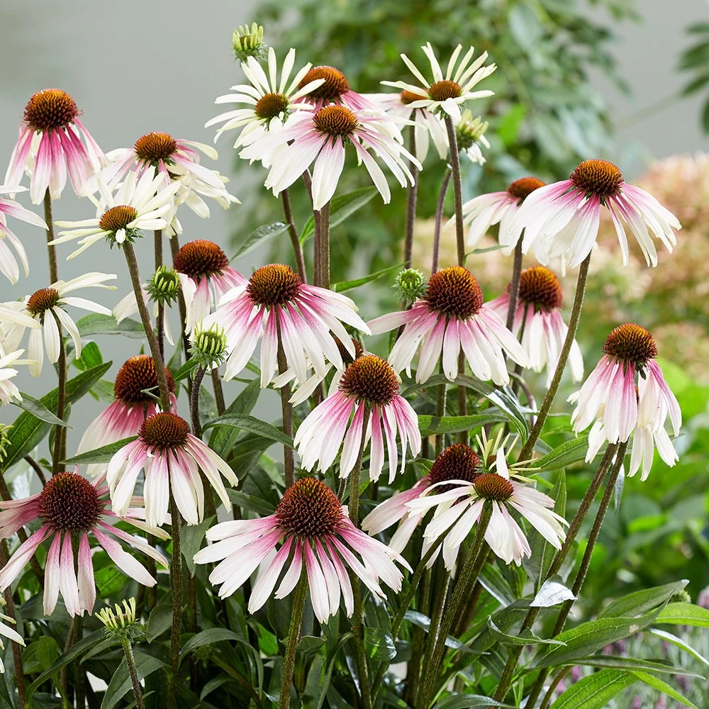 Echinacea Pretty Parasols ('JS Engeltje') (PBR) Echinacea Pretty Parasols ('JS Engeltje') (PBR) -Garden Plant Store pl2000039354 card9 lg