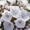 Kalmia Latifolia F. Myrtifolia 'Elf' -Garden Plant Store pl2000039552