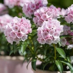 Kalmia Latifolia 'Tiddlywinks' -Garden Plant Store pl2000039579 card3 lg