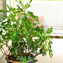 Fig Little Miss Figgy ('Lmf01') (PBR) -Garden Plant Store pl2000040198 card3 lg