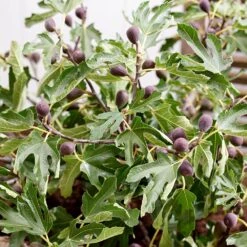 Fig Little Miss Figgy ('Lmf01') (PBR) -Garden Plant Store pl2000040198 card4 lg