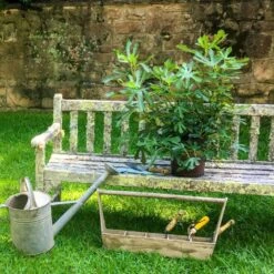 Fig Little Miss Figgy ('Lmf01') (PBR) -Garden Plant Store pl2000040198 card6 lg