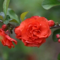 Chaenomeles Speciosa 'Orange Storm' (PBR) -Garden Plant Store pl2000040216 card4 lg
