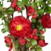 Chaenomeles Speciosa 'Scarlet Storm' (PBR) -Garden Plant Store pl2000040217