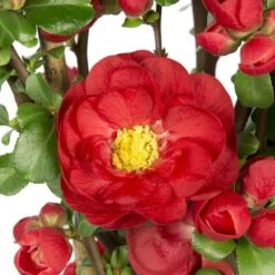 Chaenomeles Speciosa 'Scarlet Storm' (PBR) -Garden Plant Store pl2000040217 card3 lg