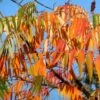 Rhus Typhina 'Dissecta' -Garden Plant Store pl2000040242