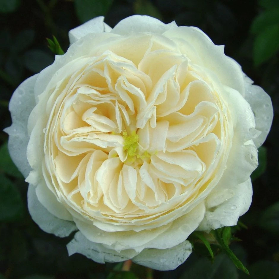 Rosa Macmillan Nurse ('Beamac') Rosa Macmillan Nurse ('Beamac') -Garden Plant Store pl2000040313