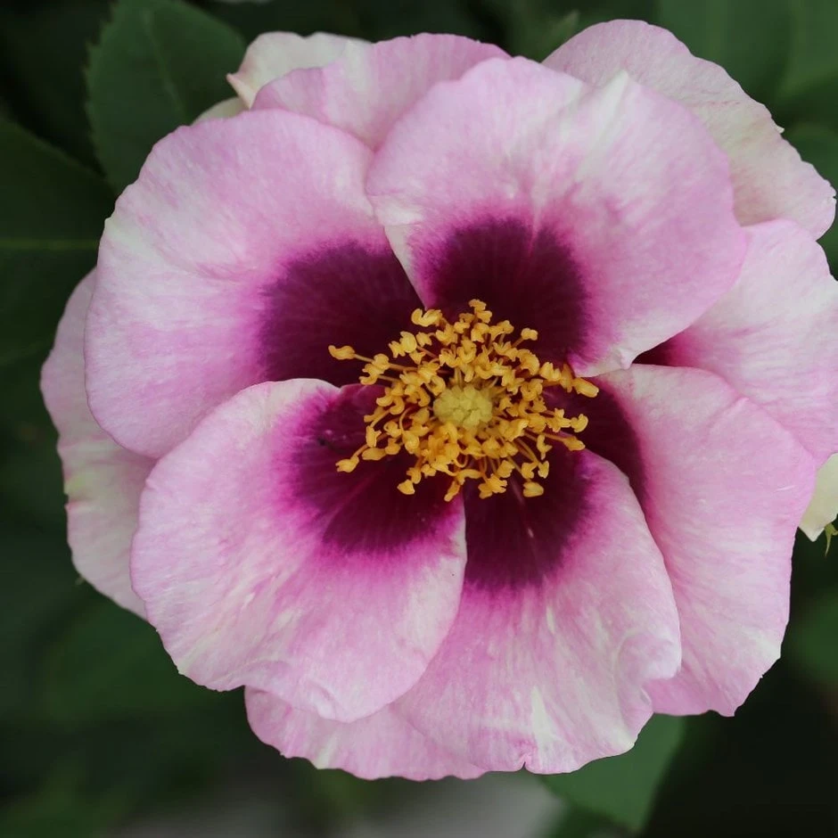 Rosa Eyes For You ('Pejbigeye') (PBR) Rosa Eyes For You ('Pejbigeye') (PBR) -Garden Plant Store pl2000040464