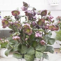 Helleborus (Rodney Davey Marbled Group) Dana's Dulcet ('Epb 30') (PBR)
