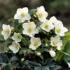 Helleborus HGC Ice 'n' Roses White ('Coseh 4500') (PBR) 2 Helleborus HGC Ice 'n' Roses White ('Coseh 4500') (PBR) -Garden Plant Store pl2000040473