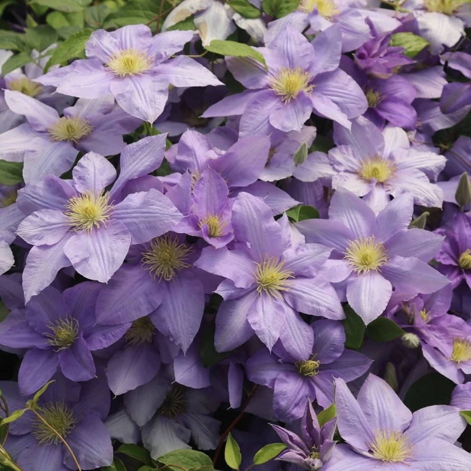 Clematis Cézanne ('Evipo023') (PBR) (Boulevard Series) Clematis Cézanne ('Evipo023') (PBR) (Boulevard Series) -Garden Plant Store pl2000040480